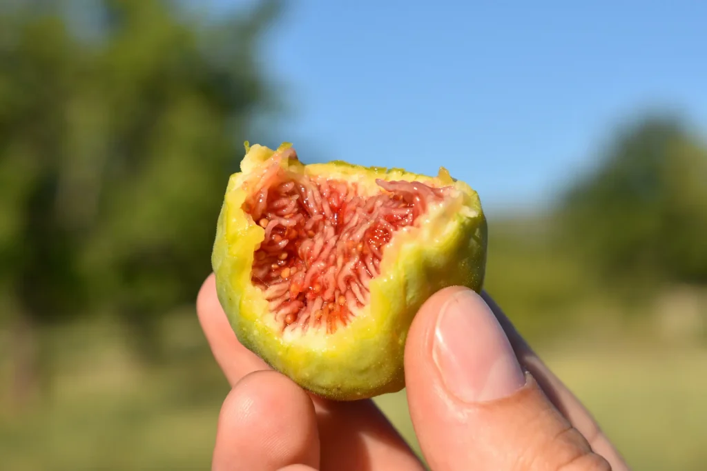 UG Zavičajna kuća Šakota